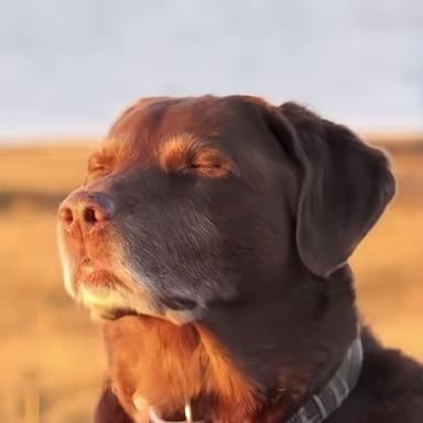 Dog Meme